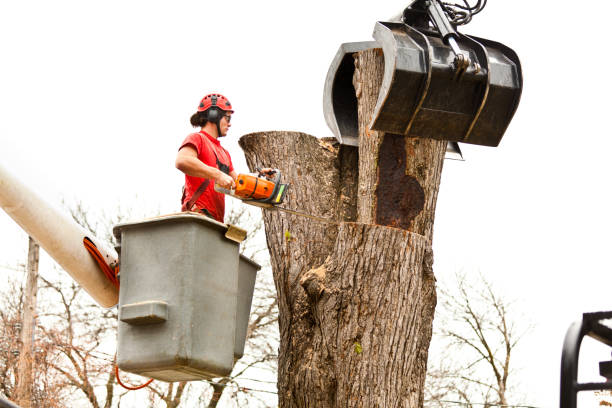 Best Root Management and Removal  in Avenue B And C, AZ